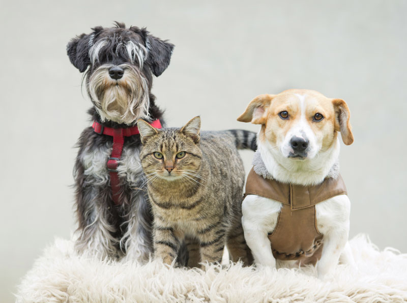grupo-de-pets-dois-cães-e-um-gato-animais-de-estimação-direitos-e-deveres-dos-condôminos